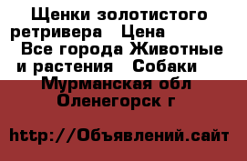 Щенки золотистого ретривера › Цена ­ 15 000 - Все города Животные и растения » Собаки   . Мурманская обл.,Оленегорск г.